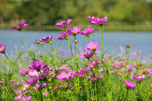 pink cosmos with the lake in background