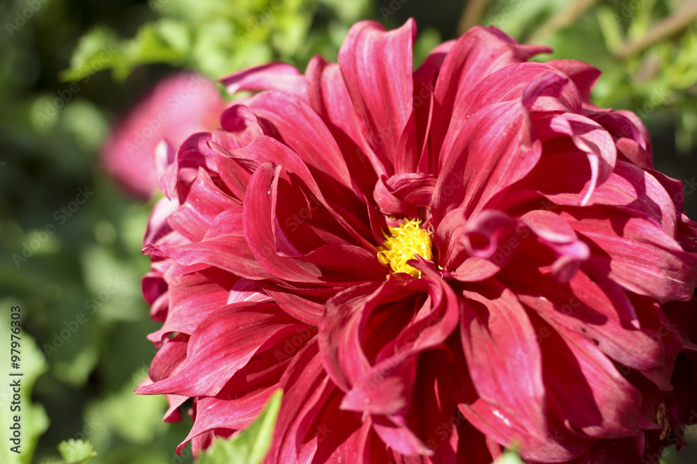 dahlia farm dahlia farm