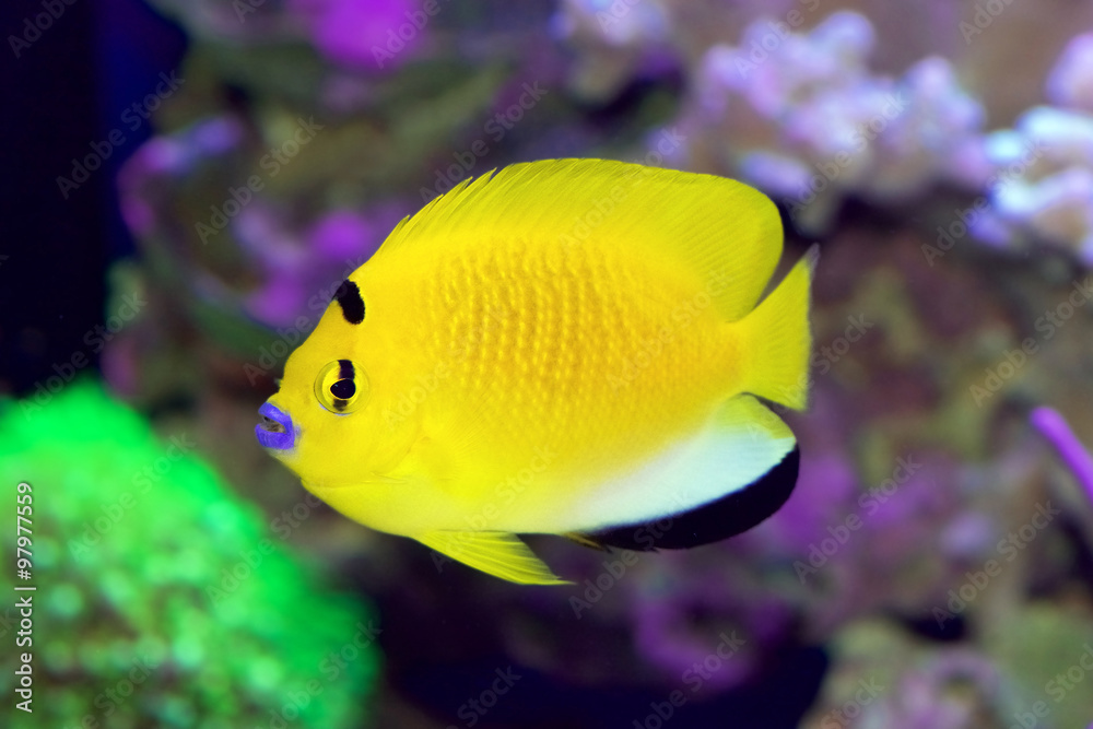Flagfin or Black Spot Angelfish, Apolemichthys trimaculatus Flagfin or Black Spot Angelfish, Apolemichthys trimaculatus