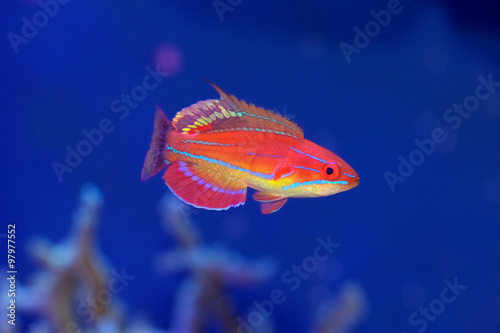 Quadro su tela McCosker's Flasher Wrasse, Paracheilinus mccoskeri