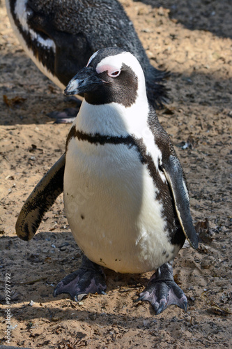 African Penguin in the Zoological Center