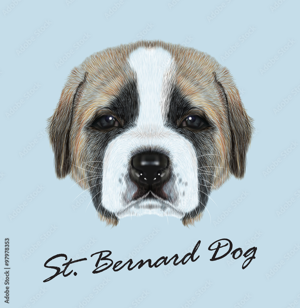 White faced st bernard 2025