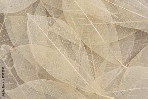 Dry leaf pattern on wood background