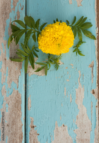 Fototapeta Naklejka Na Ścianę i Meble -  Paper flower or Mari gold decorated on grunge blue wooden backgr