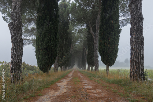 Avenue of cypresses, Tucany, Italy photo