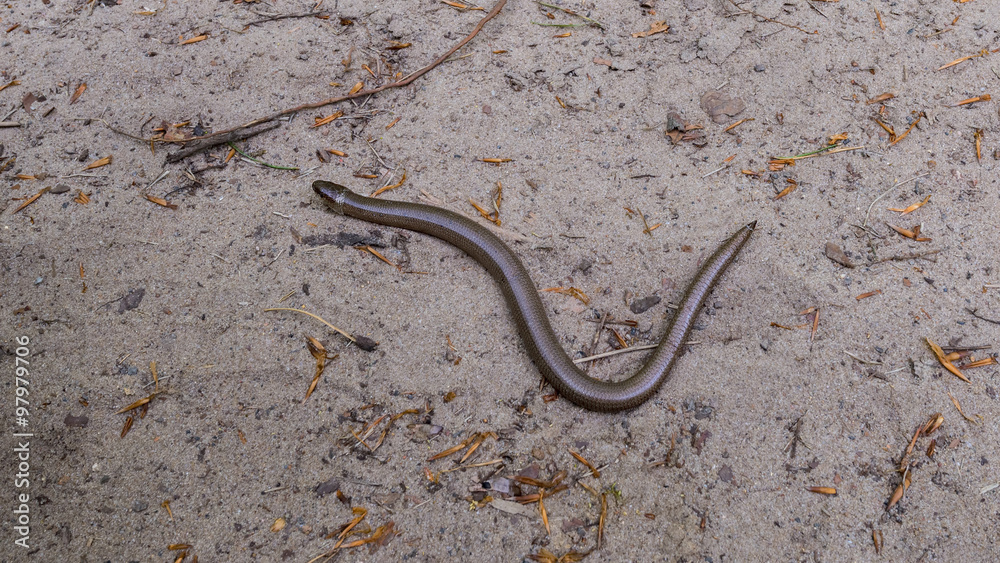 slow worm reptile, snake, animal