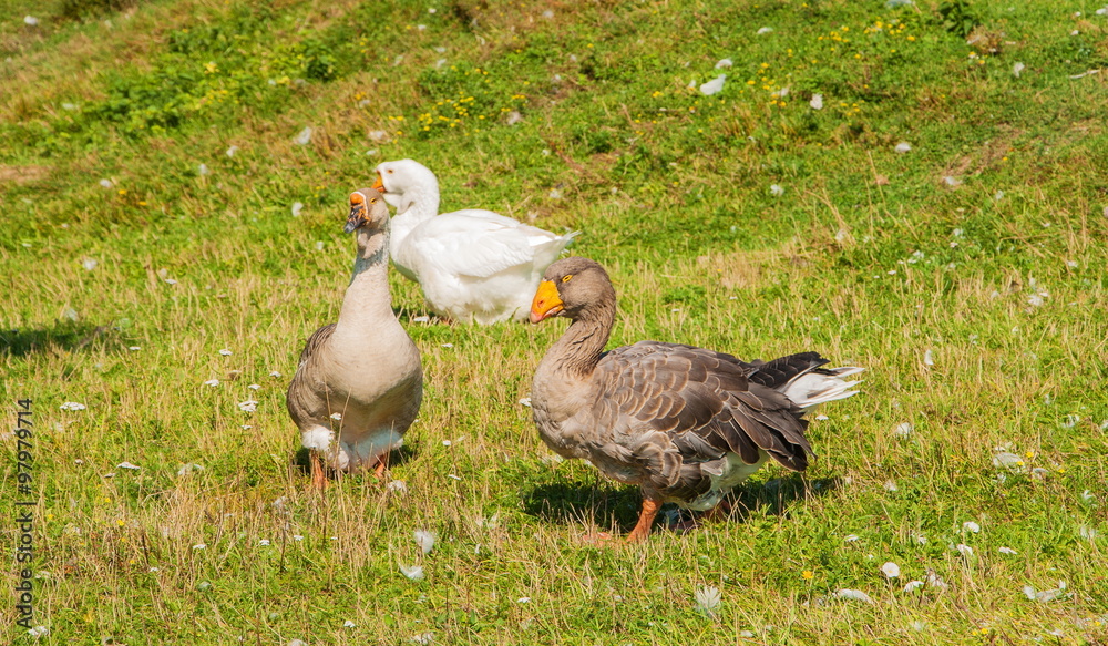 Three Geese graze on green meadow Three Geese graze on green meadow
