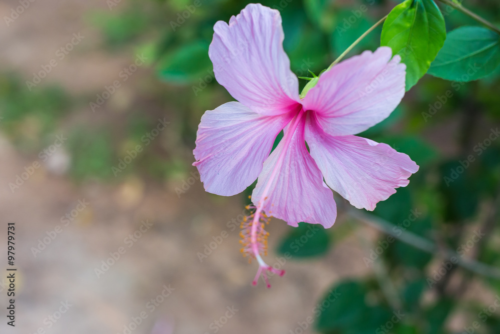Obraz premium flower