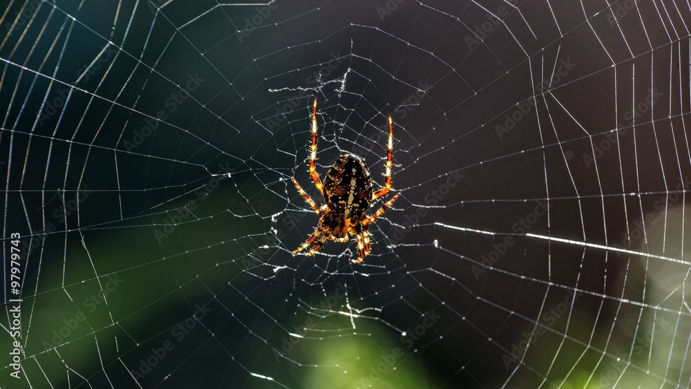 Spider web, under the backlighting, macro - panorama