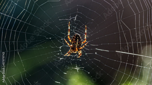 Spider web, under the backlighting, macro - panorama