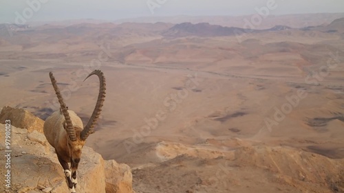 Wild mountain goat in the desert