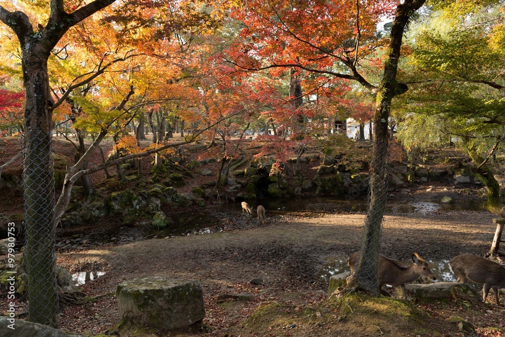 奈良公園 奈良公園