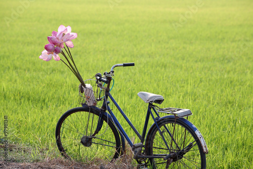 old bicycle at paddy field.