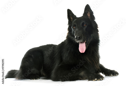 Valokuva belgian shepherd Groenendael