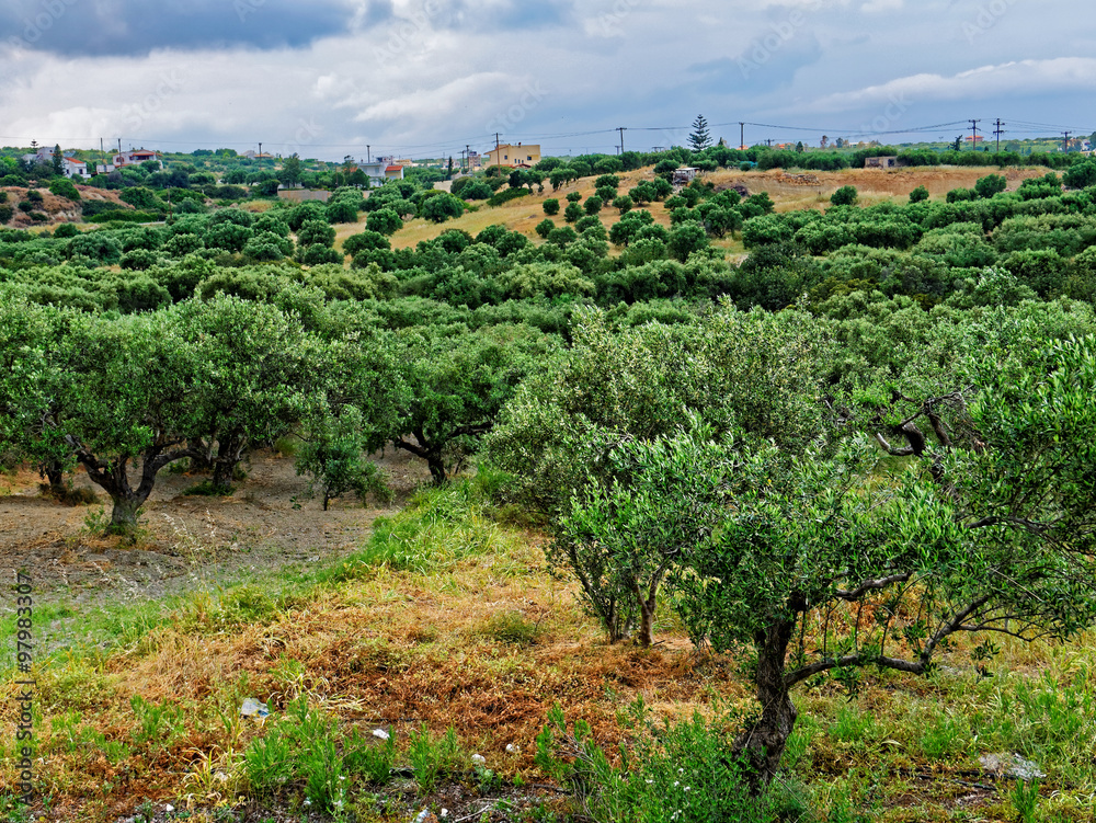 Olive Grove, Crete
Agriculture at Hersonissos, Crete.