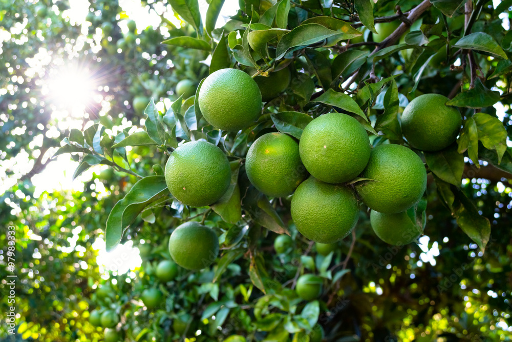Orange tree with unripe fresh oranges. Selective focus Orange tree with unripe fresh oranges. Selective focus