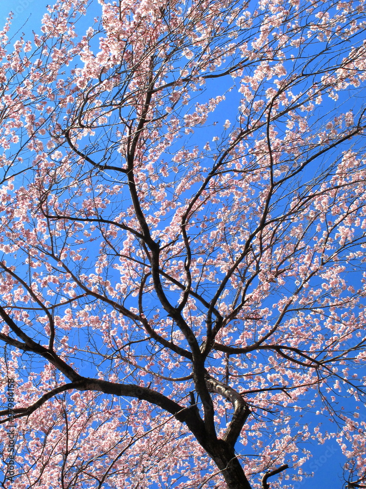 青空と枝垂れ桜 青空と枝垂れ桜