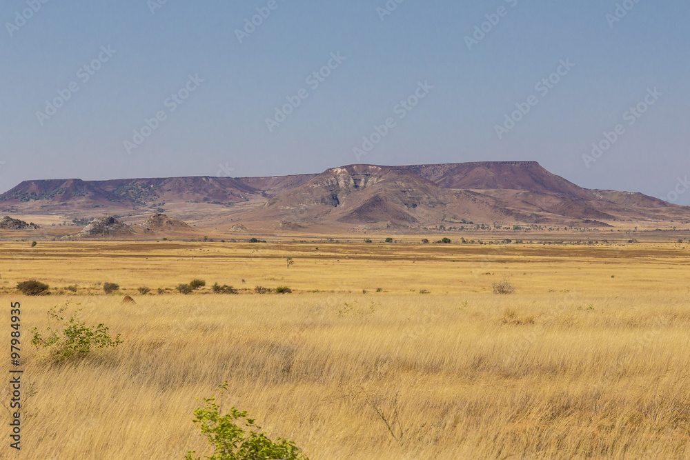 Yellow bush desert landscape in Madagascar