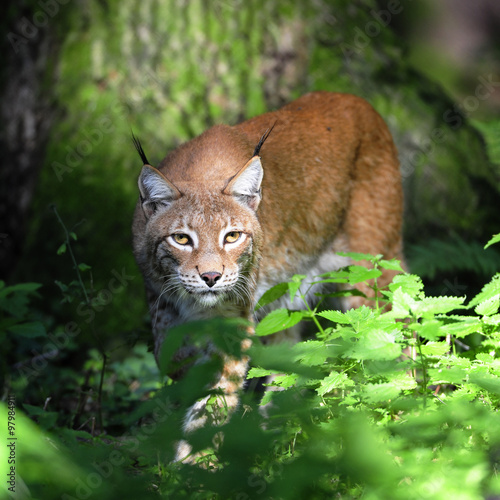 Luchs auf der Pirsch photo