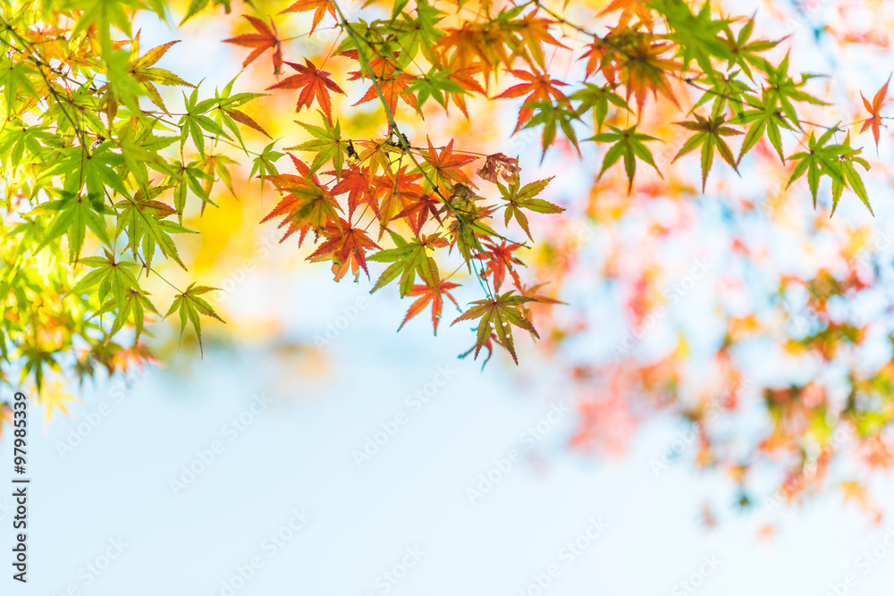 Branch of bright autumn maple leaves and blur background Branch of bright autumn maple leaves and blur background