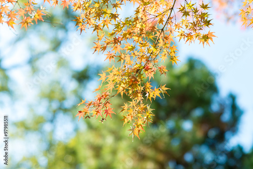 Branch of bright autumn maple leaves and blur background