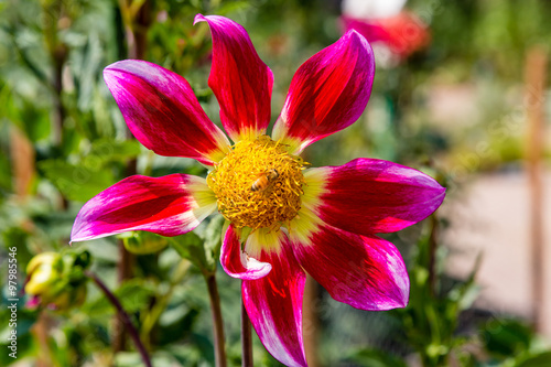 Honeybee on Brilliant Flower