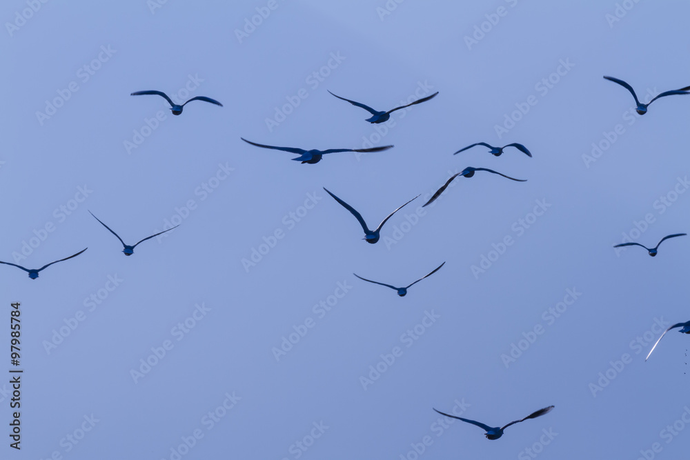 seagull flying on lake