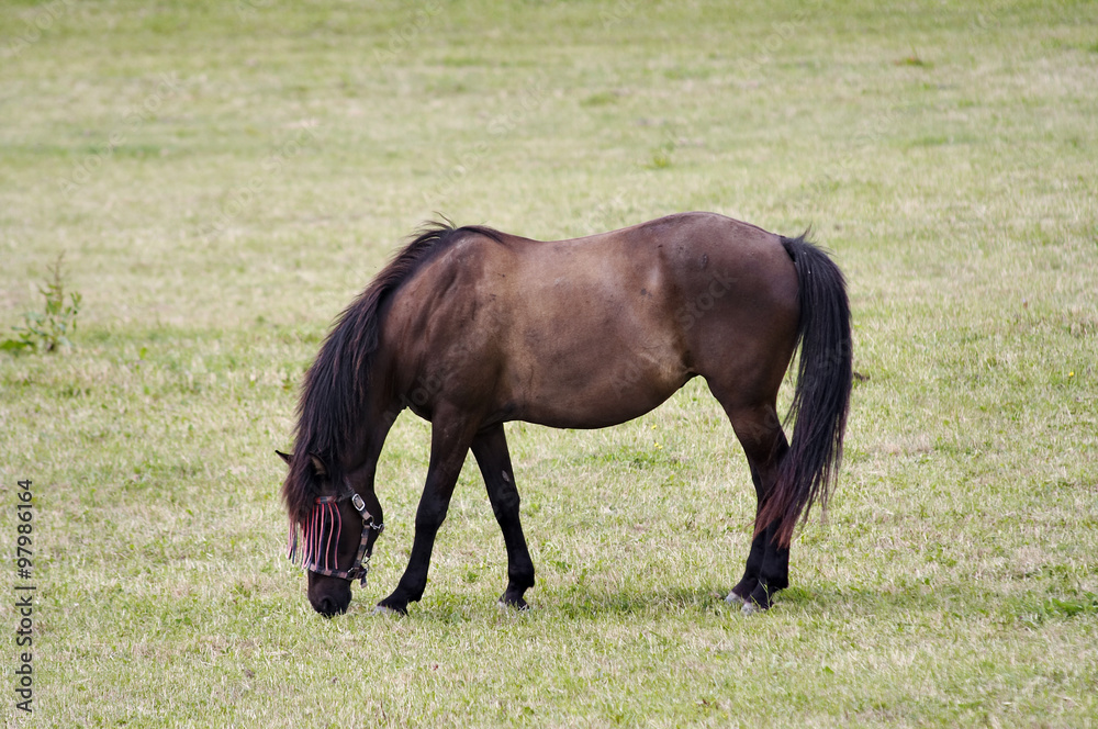Fototapeta premium Horse on pasture
