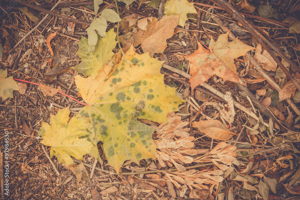 Naklejka premium Autumn Leaves on the Ground Retro