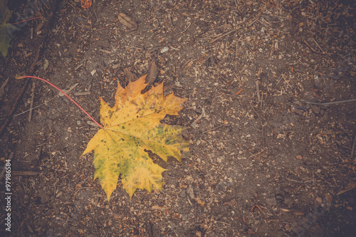 Autumn Leaves on the Ground Retro