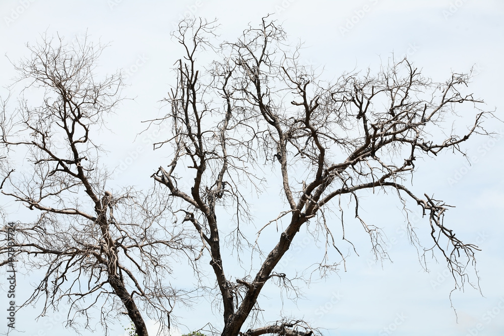 dry tree.