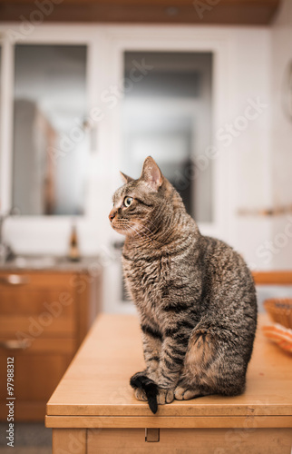 Tabby cat on the table of the kitchen