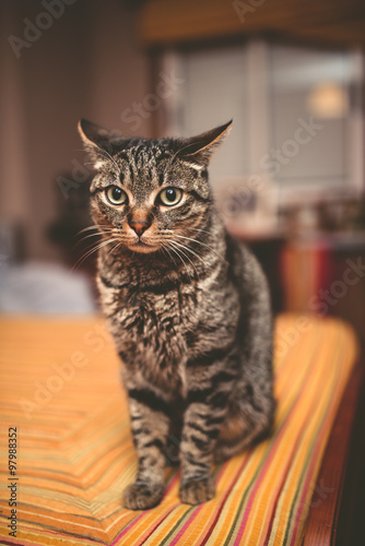 Portrait of a tabby cat