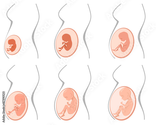 Six pregnancy stages