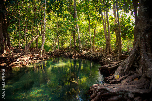 closeup river gleams among mangrove trees under sunlight in park © SlavaStock