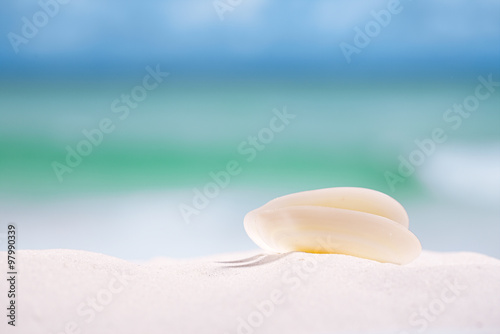 white sea shell on beach sand and sea blue background