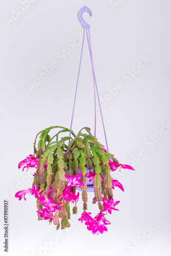 Schlumbergera, zigokaktus, decembrist photo