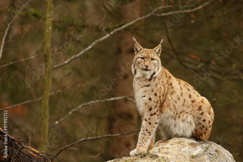 European Lynx, felis lynx ,lynx lynx