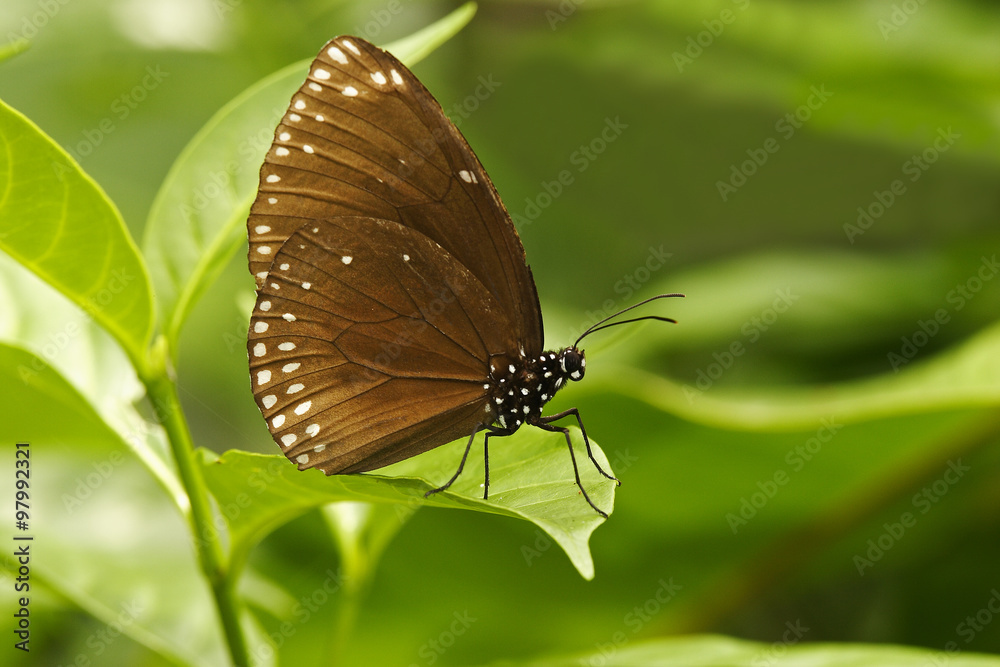 Fototapeta premium Swallowtail (Atrophaneura sp.), tropical butterfly,Thailand