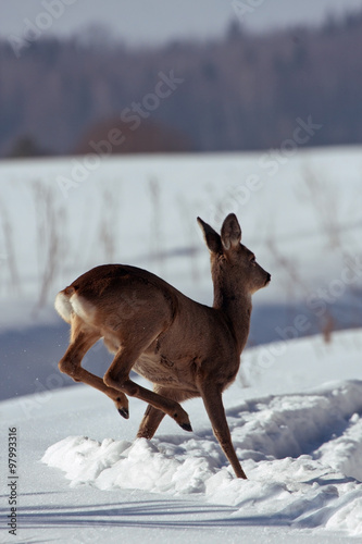 Jumping Roe deer on the snow (Capreolus capreolus) photo