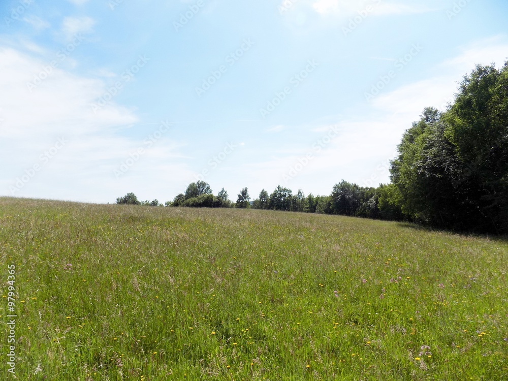 Fototapeta premium Meadow, forest and sky