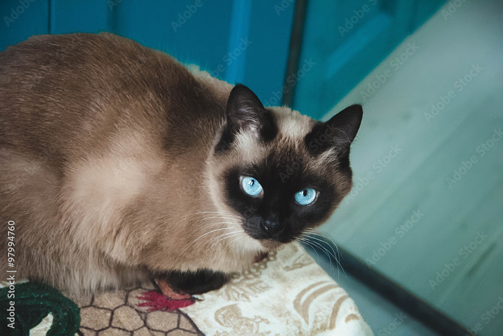 portrait of a cat on a blue background