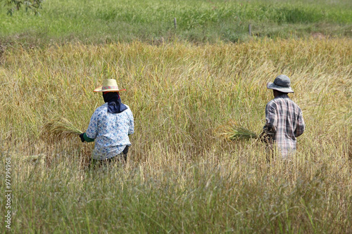 Farmer harvesting paddy rice photo