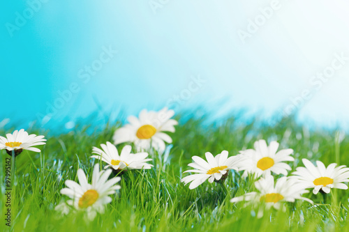 Fototapeta Naklejka Na Ścianę i Meble -  Chamomiles  in grass