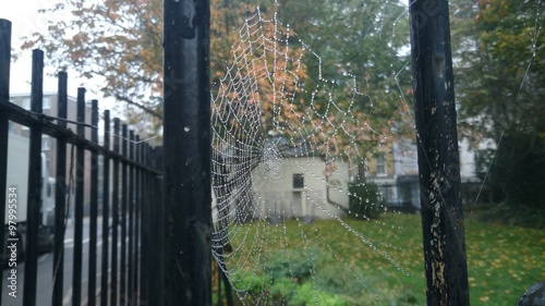 Tableau sur toile Tela de araña en parque de londres