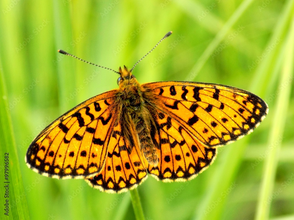 Butterfly on grass blade Butterfly on grass blade
