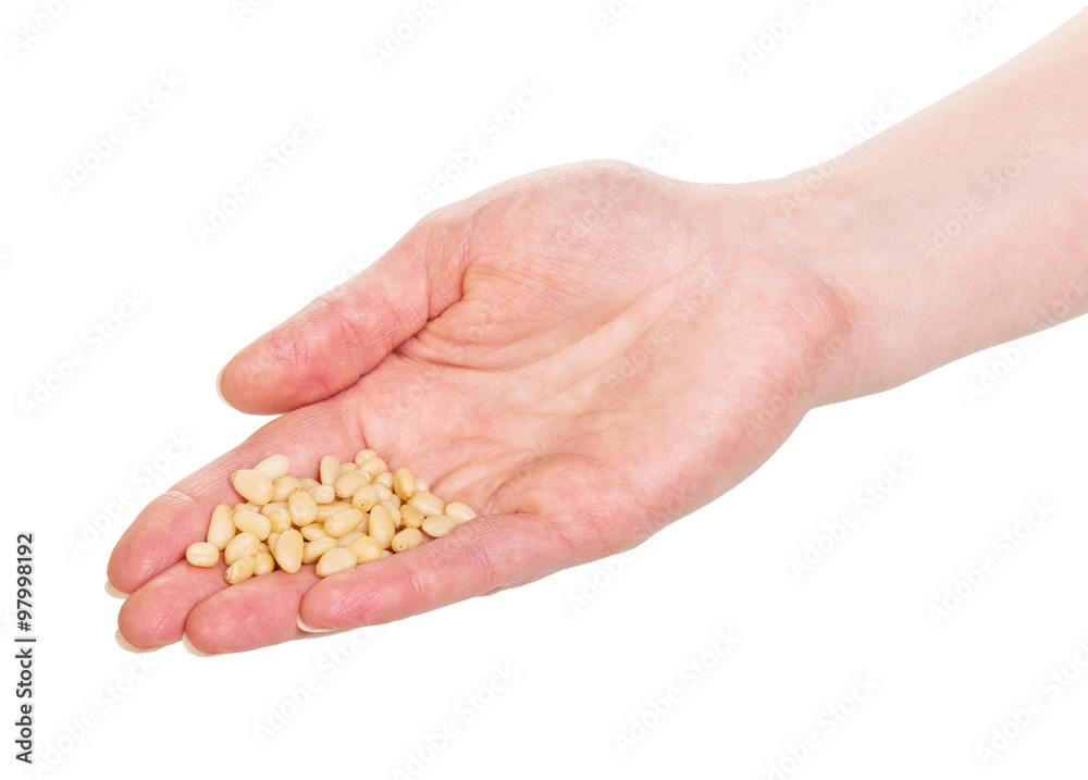 Pine nuts in female palm on white Pine nuts in female palm on white