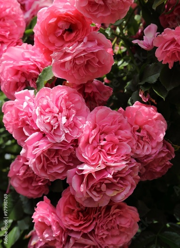 Pink roses.