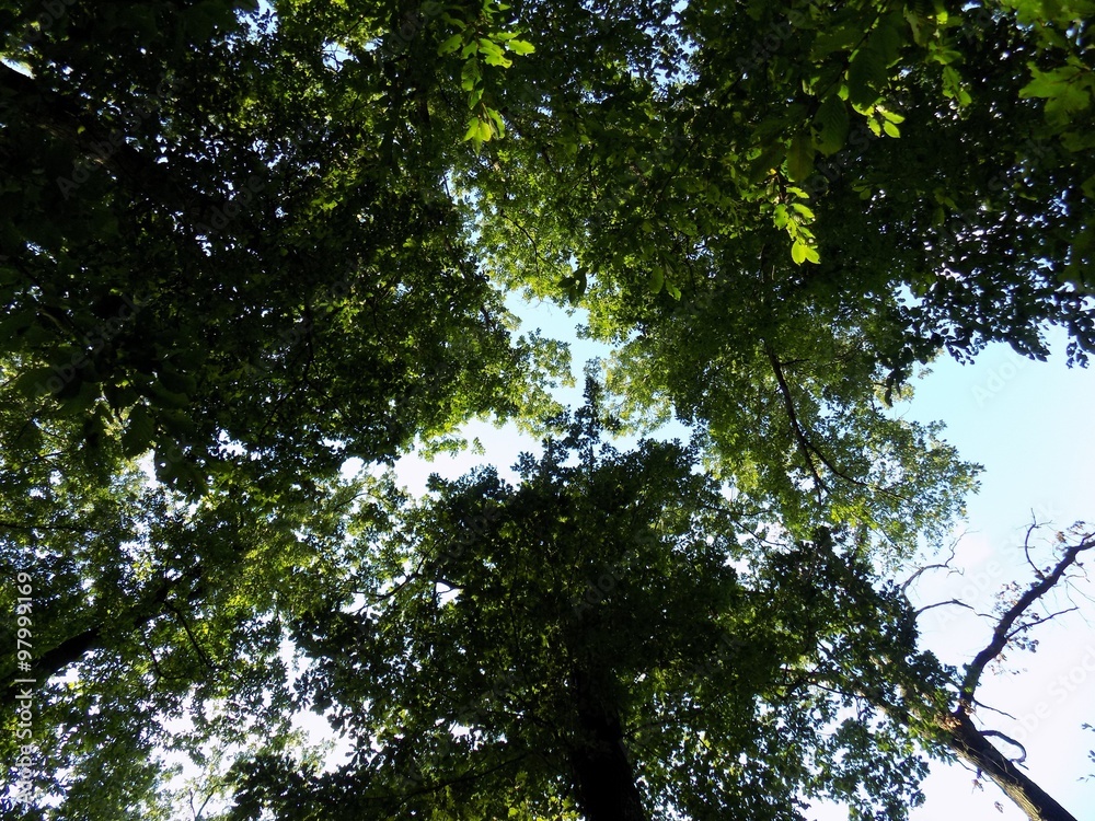 Obraz premium Deciduous forest