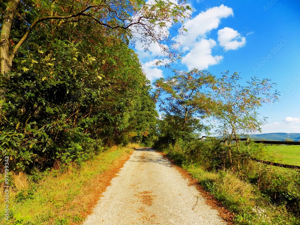 Obraz premium Asphalt road in nature